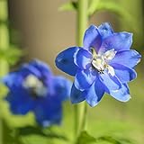 100 piezas azul hermosa Delphinium Semillas amplia gama de plantación no requiere demasiado manejo A menudo se utiliza como flores cortadas para regalar a amigos