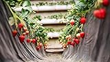 100uds Semillas de fresa roja Aroma fuerte Jardín al aire libre Plantación Única Flor de corte de hoja verde exótica Bajo mantenimiento Frutas frescas