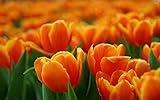 Ponak Nueva 1000pcs semillas de flores de tulipán