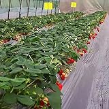 100uds Semillas de fresa roja Alto valor nutricional Familia Fruta esencial Apto para principiantes para plantar en patio Tierno y jugoso Deliciosamente dulce