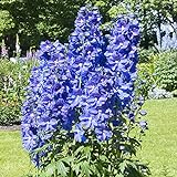 25 piezas de reliquias exóticas Delphinium Semillas azul para plantar en jardines al aire libre Alto valor ornamental fuerte adaptabilidad al balcón Flores ornamentales esenciales